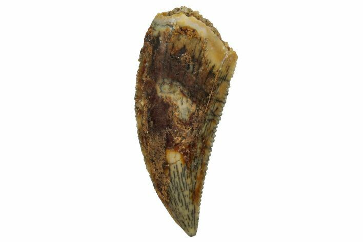Serrated, Raptor Tooth - Real Dinosaur Tooth #255881